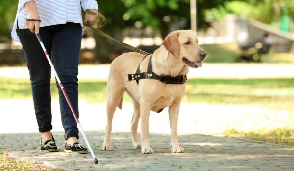 Una persona ciega con un perro guía