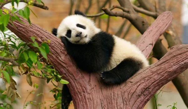 Panda durmiendo en la rama de un árbol