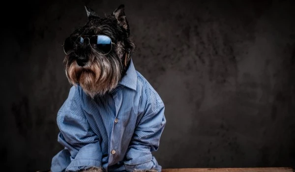 Perro vestido con una camisa y gafas