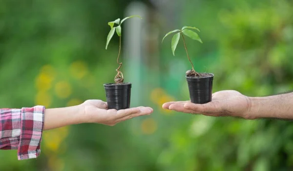 Dos manos sosteniendo una pequeña planta cada una