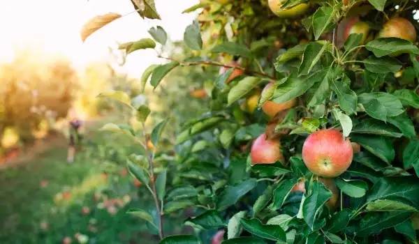 Manzano con varias manzanas maduras